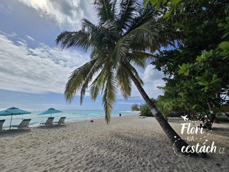 Pohled na prázdnou pláž Rockley Beach s tyrkysovou vodou a bílým pískem na Barbadosu.