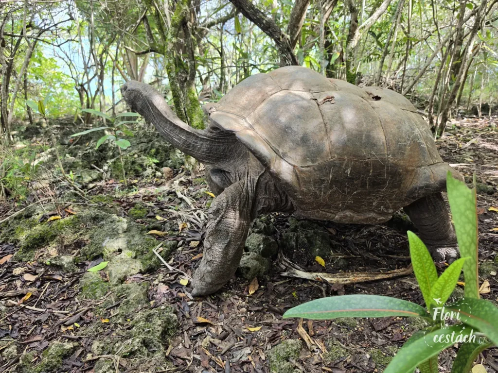 Obří želva aldabra kráčející po kamenité lesní půdě na chráněném ostrově Ile aux Aigrettes na Mauriciu