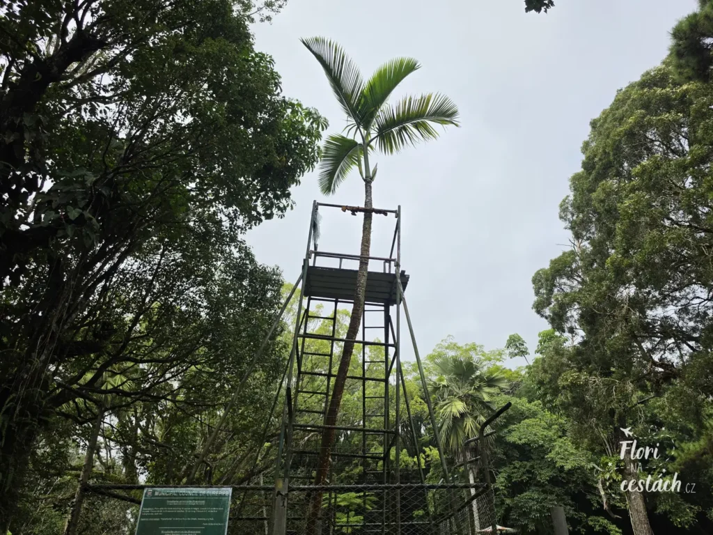 Poslední žijící osamělá palma druhu Hyophorbe amaricaulis podepřená kovovým lešením v SSR Botanical Garden of Curepipe na Mauriciu