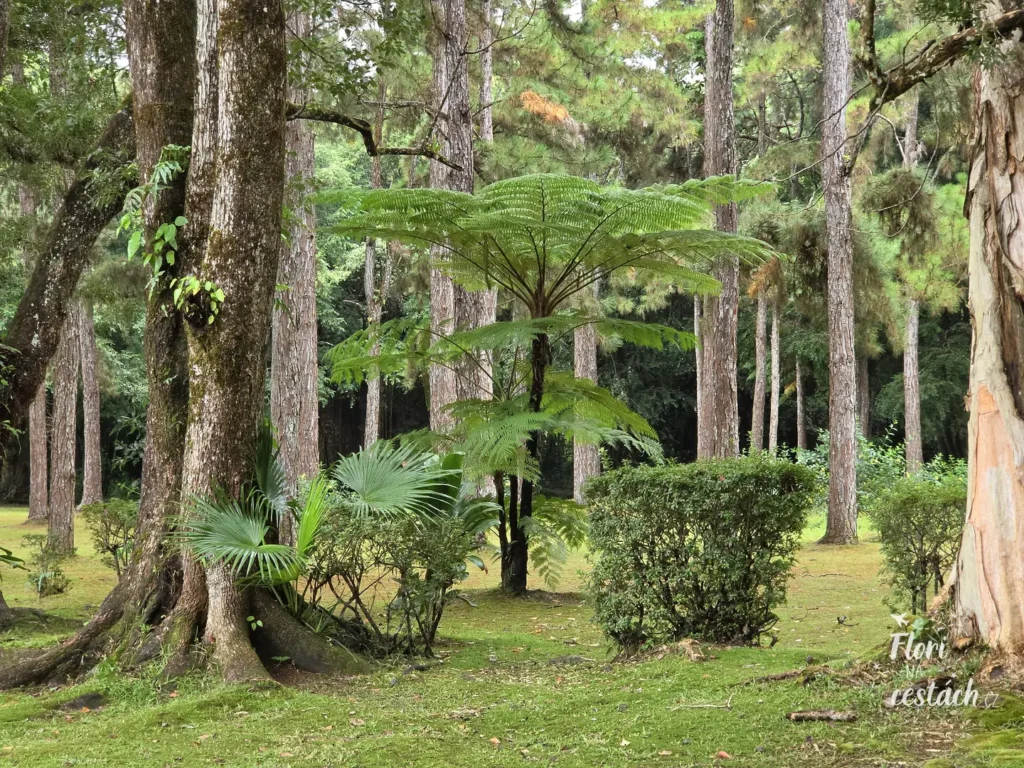 Zelená stromová kapradina obklopená vysokými kmeny borovic na mechovém trávníku v botanické zahradě v Curepipe na Mauriciu