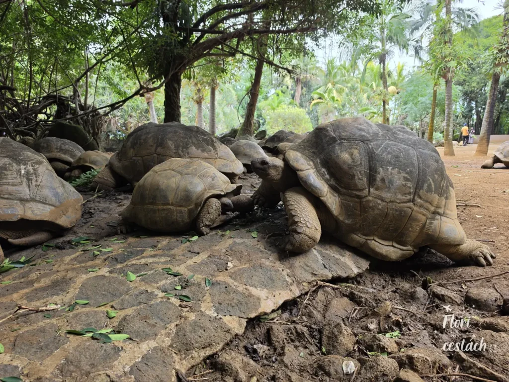 Skupina obřích želv obrovských odpočívajících na zemi ve stínu stromů v přírodním parku La Vanille Nature Park na Mauriciu