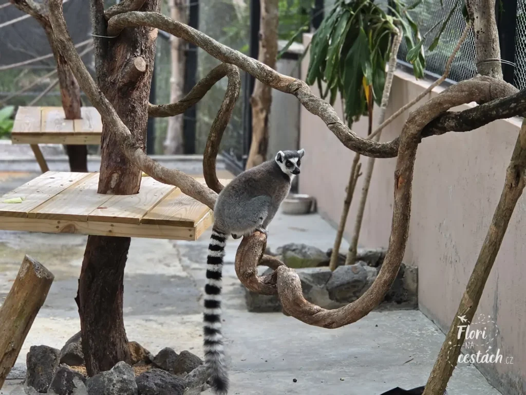 Lemur kata s dlouhým pruhovaným ocasem sedící na tlusté zakroucené liáně v parku La Vanille Nature Park na Mauriciu