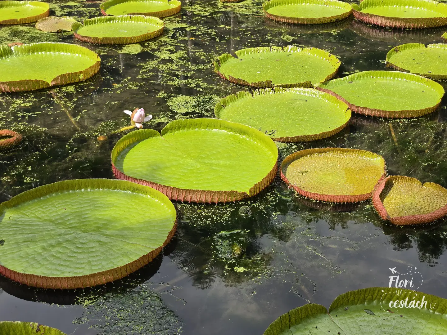 Obří kulaté lekníny Victoria amazonica na vodní hladině v botanické zahradě Pamplemousses na Mauriciu