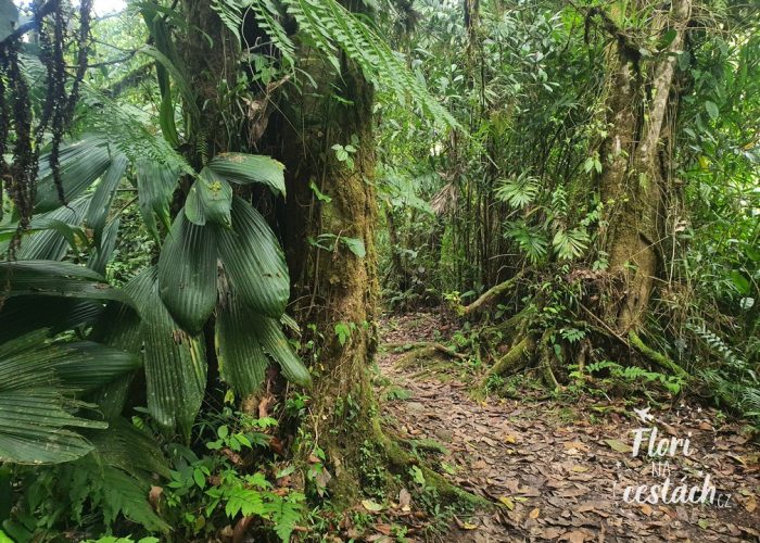 Parque Nacional Tapantí - Macizo de la Muerte, Kostarika