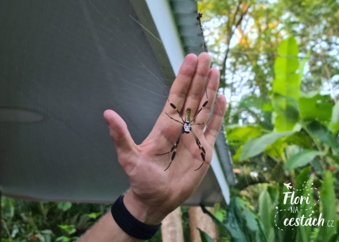pavouk Nefila, Puerto Viejo, Kostarika, Karibská část