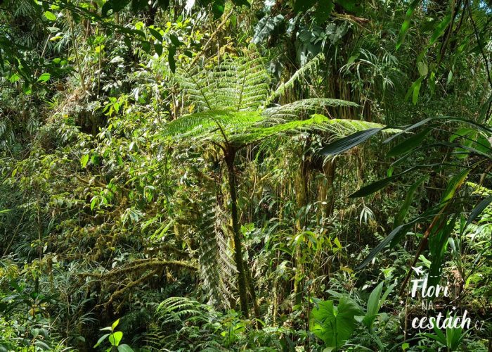 Parque Nacional Tapantí - Macizo de la Muerte, Kostarika