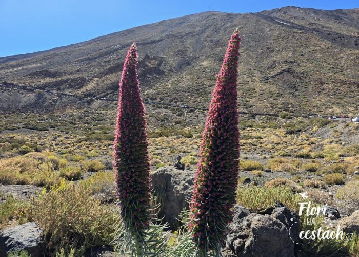 Hadinec teidský, Pico del Teide, Tenerife, Kanárské ostrovy