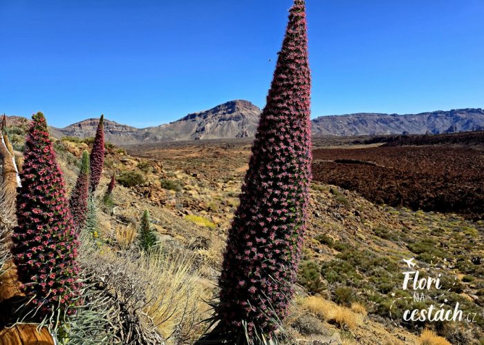 Hadinec teidský, Pico del Teide, Tenerife, Kanárské ostrovy