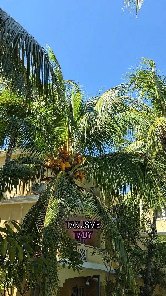 Mauricius, Den 1.

Vyrazil jsem s holkama na dovolenou. Všechno jsem sám hezky naplánoval, ale jsou věci, které se naplánovat nedají. Co se nám stalo už první den?

#mauritius #vacation #travel #turkishairlines #inspiration