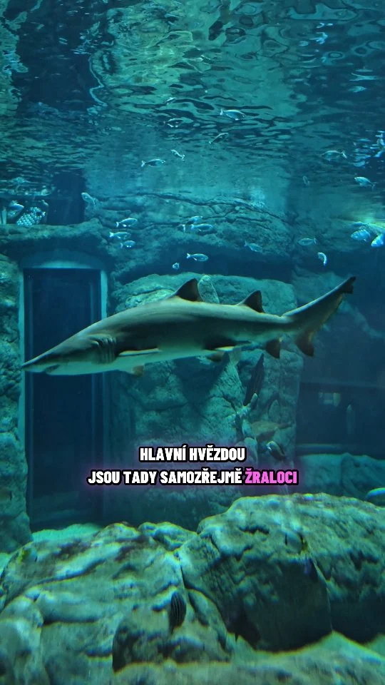 Mauricius, den 7

Hlavni město Port Louis, Oceanario se žraloky, Blue Penny muzeum se známkami Modrý a Oranžový Mauricius a nákupy...

#mauritius #bluepenny #oceanarium #portlouis #travel