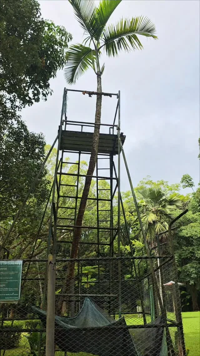 Nejosamělejší živý tvor na Zemi... 💔

​Příběh, ze kterého mrazí. Uprostřed Mauricia, v botanické zahradě Curepipe, roste palma, která je prokazatelně poslední svého druhu na celé planetě. Vědci se desítky let pokoušejí o její záchranu, ale příroda si postavila hlavu – její semena jsou sterilní. Sledujeme tak doslova konec jednoho příběhu v přímém přenosu.

​Až tahle palma uhyne, celý její druh navždy zmizí ze světa. 🥀

​Až budeš na Mauriciu, zastav se jí v Curepipe vyjádřit respekt, dokud je ještě čas.

​Ulož si tohle video na svůj cestovatelský seznam a sleduj mě pro další unikátní příběhy z cest! ✈️🇲🇺

​#mauricius #mauritius #nature #traveltips #cestovani