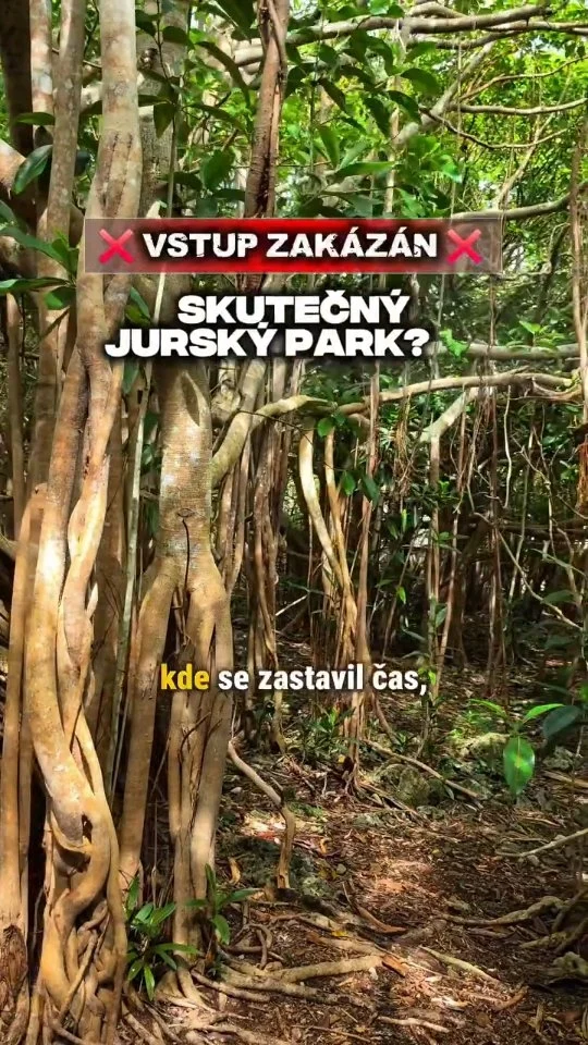 Ostrov, kde se zastavil čas. 🇲🇺 Navštiv s námi přísně chráněnou přírodní rezervaci Ile aux Aigrettes na jihovýchodě Mauricia! 🌿

​Tento malý korálový ostrůvek slouží jako živé muzeum. Ochránci přírody ho vrátili do stavu, v jakém byl ostrov před příchodem lidí. Výsledkem je naprosto magické místo, kde potkáš obří želvy Aldabra volně se procházející pod korunami vzácných ebenových stromů, barevné gekony nebo kriticky ohrožené růžové holuby. 🐢🐦

​Pokud tě zajímá divoká příroda a ekologie, tohle je jeden z nejhezčích půldenních výletů, které můžeš na Mauriciu podniknout! 🛥️

​🗺️ Pro další informace o ostrově mrkni na můj web. Najdeš tam i ebook, který se ti bude hodit na cesty. 

👉 https://florinacestach.cz/mauricius-bez-cestovky/

​#mauricius #ileauxaigrettes #priroda #dovolená #bezcestovky